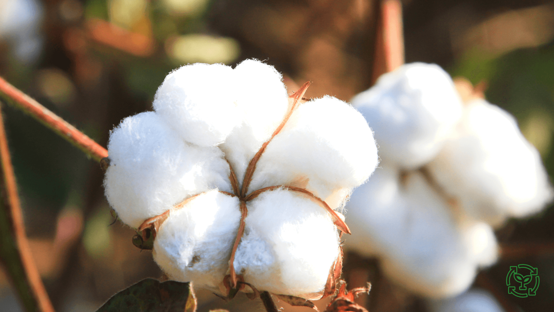 The Benefits of Organic Materials Over Synthetic Materials: Why Pitod is Moving Away from Polyester - pitod.live
